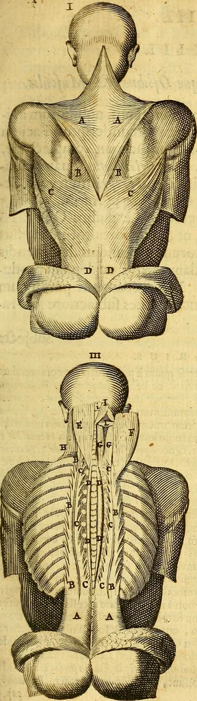 An illustration from Joannis Veslingii, equitus, professoris quondam Patavini, & c., Syntagma anatomicum, commentario atque appendice ex veterum, recentiorum, propriisque, observationibus, 1666, leaf 214