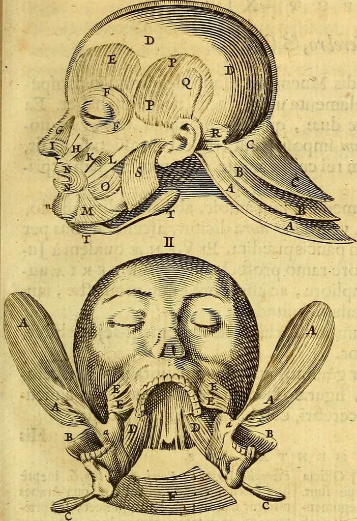 An illustration from Joannis Veslingii, equitus, professoris quondam Patavini, & c., Syntagma anatomicum, commentario atque appendice ex veterum, recentiorum, propriisque, observationibus, 1666, leaf 238