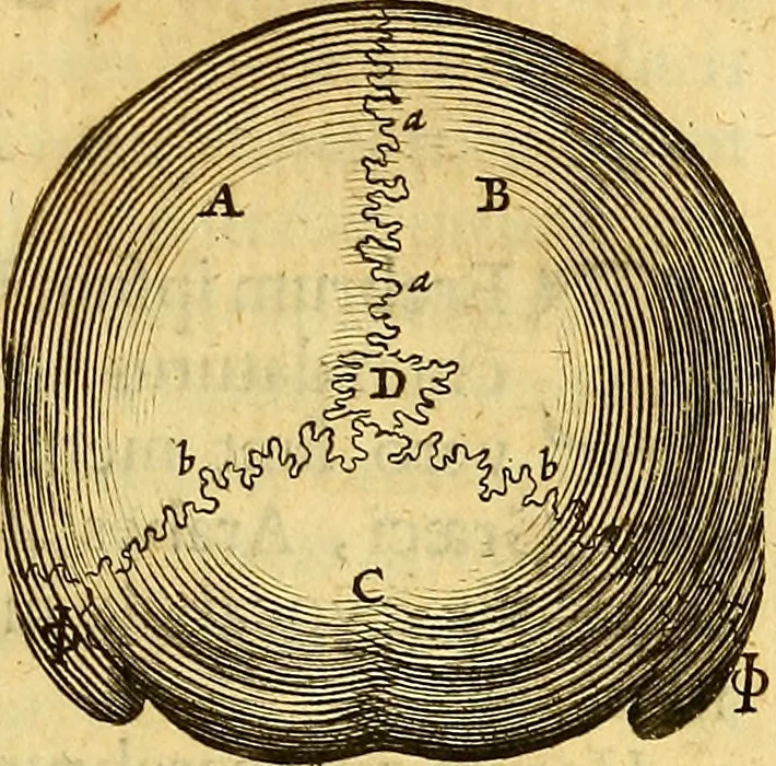 An illustration from Joannis Veslingii, equitus, professoris quondam Patavini, & c., Syntagma anatomicum, commentario atque appendice ex veterum, recentiorum, propriisque, observationibus, 1666, leaf 238