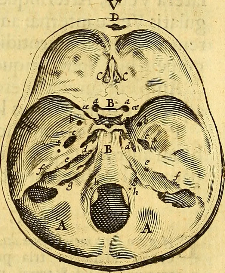 An illustration from Joannis Veslingii, equitus, professoris quondam Patavini, & c., Syntagma anatomicum, commentario atque appendice ex veterum, recentiorum, propriisque, observationibus, 1666, leaf 238