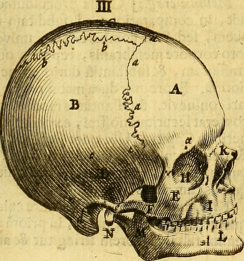 An illustration from Joannis Veslingii, equitus, professoris quondam Patavini, & c., Syntagma anatomicum, commentario atque appendice ex veterum, recentiorum, propriisque, observationibus, 1666, leaf 238