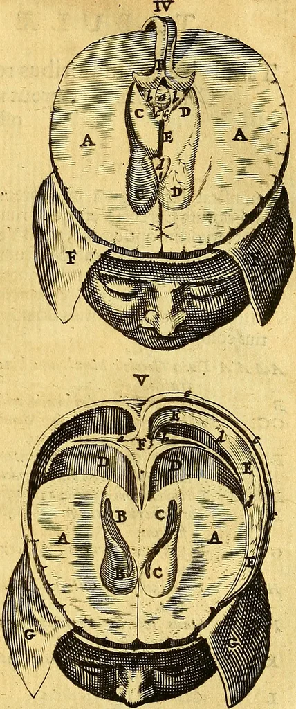 An illustration from Joannis Veslingii, equitus, professoris quondam Patavini, & c., Syntagma anatomicum, commentario atque appendice ex veterum, recentiorum, propriisque, observationibus, 1666, leaf 256