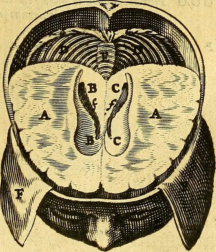 An illustration from Joannis Veslingii, equitus, professoris quondam Patavini, & c., Syntagma anatomicum, commentario atque appendice ex veterum, recentiorum, propriisque, observationibus, 1666, leaf 256
