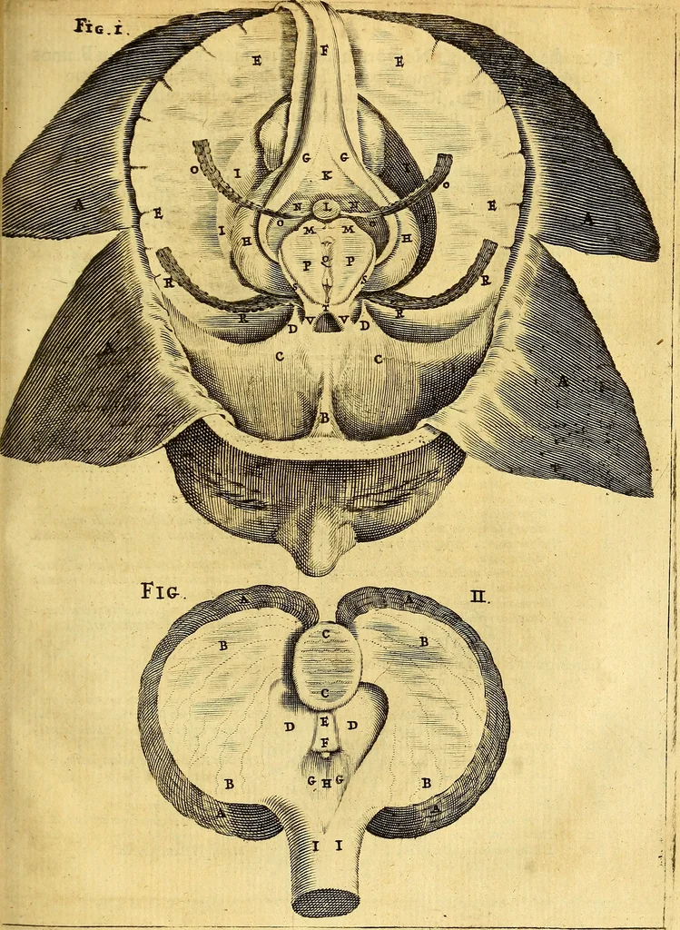 An illustration from Joannis Veslingii, equitus, professoris quondam Patavini, & c., Syntagma anatomicum, commentario atque appendice ex veterum, recentiorum, propriisque, observationibus, 1666, leaf 258