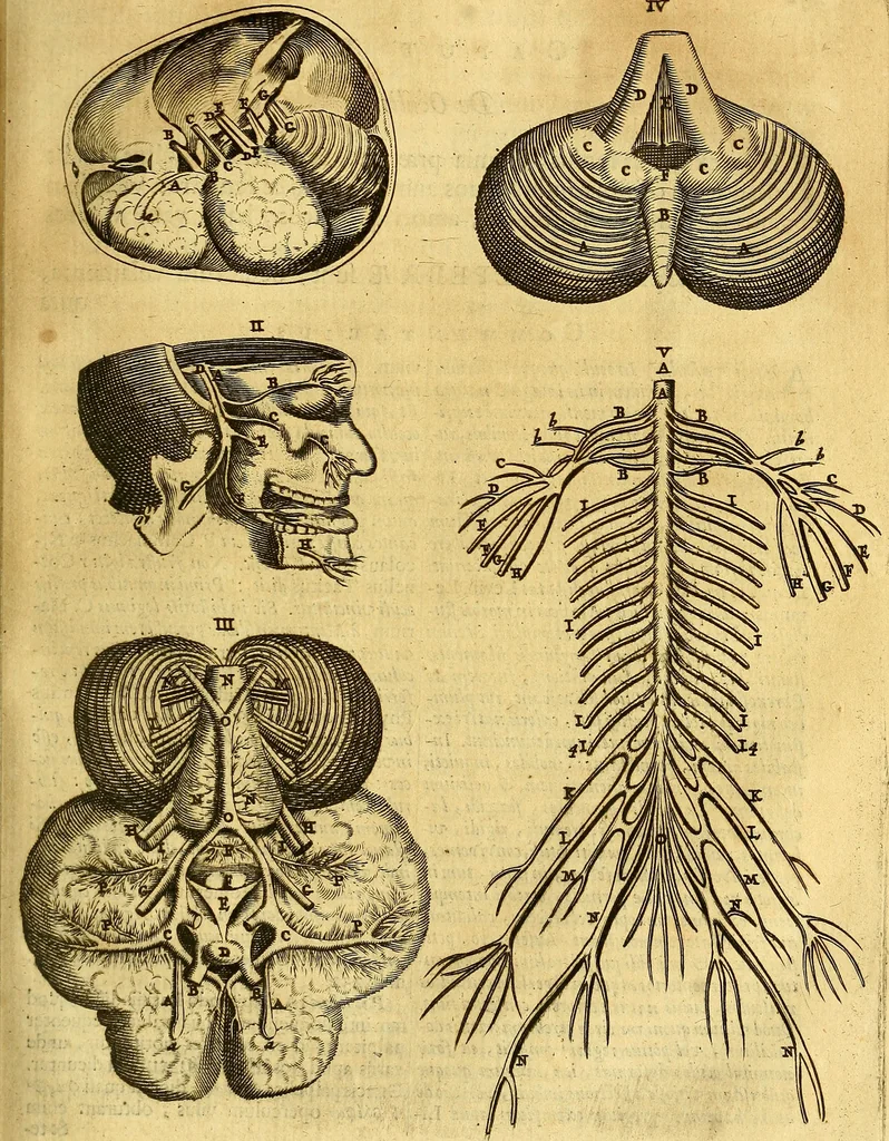An illustration from Joannis Veslingii, equitus, professoris quondam Patavini, & c., Syntagma anatomicum, commentario atque appendice ex veterum, recentiorum, propriisque, observationibus, 1666, leaf 260