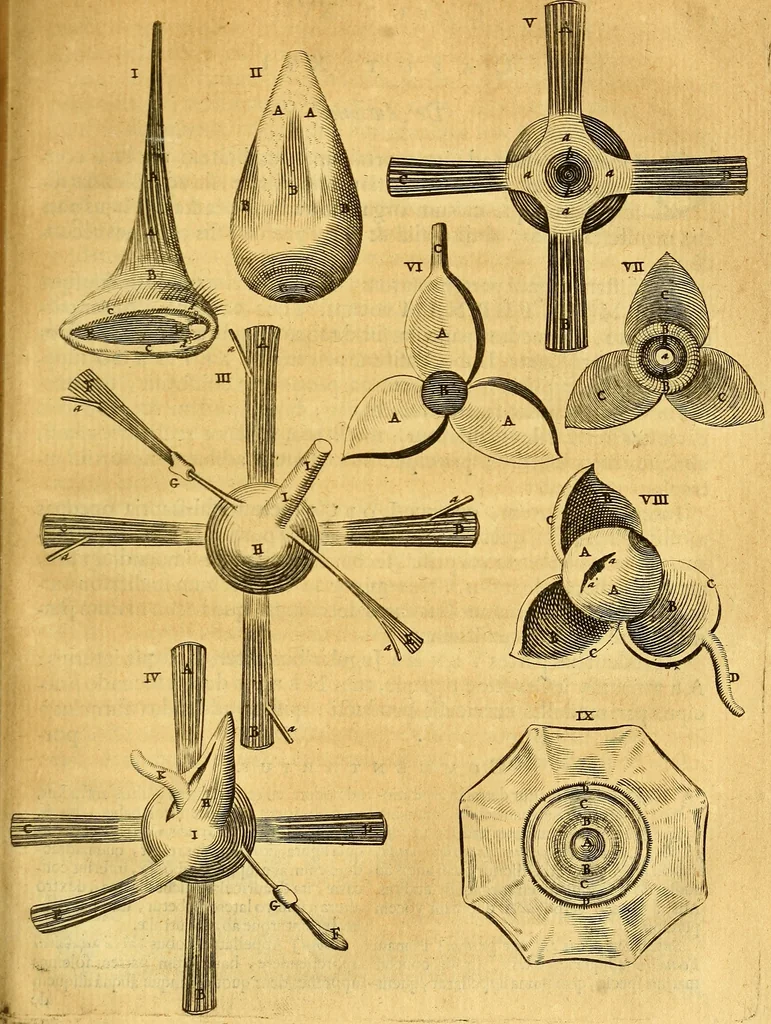 An illustration from Joannis Veslingii, equitus, professoris quondam Patavini, & c., Syntagma anatomicum, commentario atque appendice ex veterum, recentiorum, propriisque, observationibus, 1666, leaf 274