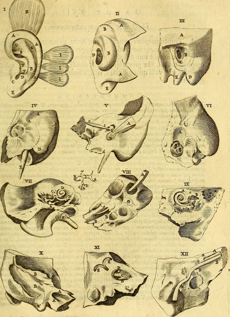 An illustration from Joannis Veslingii, equitus, professoris quondam Patavini, & c., Syntagma anatomicum, commentario atque appendice ex veterum, recentiorum, propriisque, observationibus, 1666, leaf 288