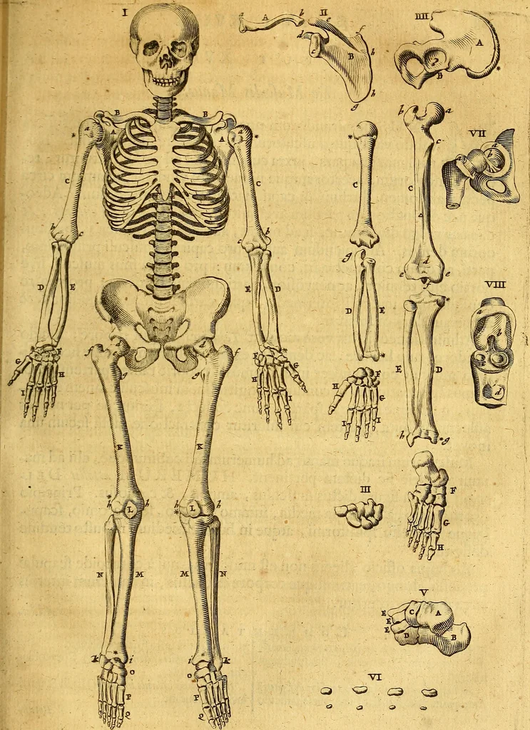 An illustration from Joannis Veslingii, equitus, professoris quondam Patavini, & c., Syntagma anatomicum, commentario atque appendice ex veterum, recentiorum, propriisque, observationibus, 1666, leaf 306