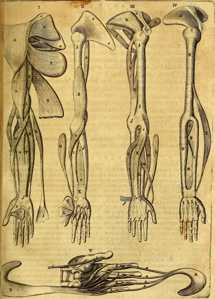 An illustration from Joannis Veslingii, equitus, professoris quondam Patavini, & c., Syntagma anatomicum, commentario atque appendice ex veterum, recentiorum, propriisque, observationibus, 1666, leaf 314