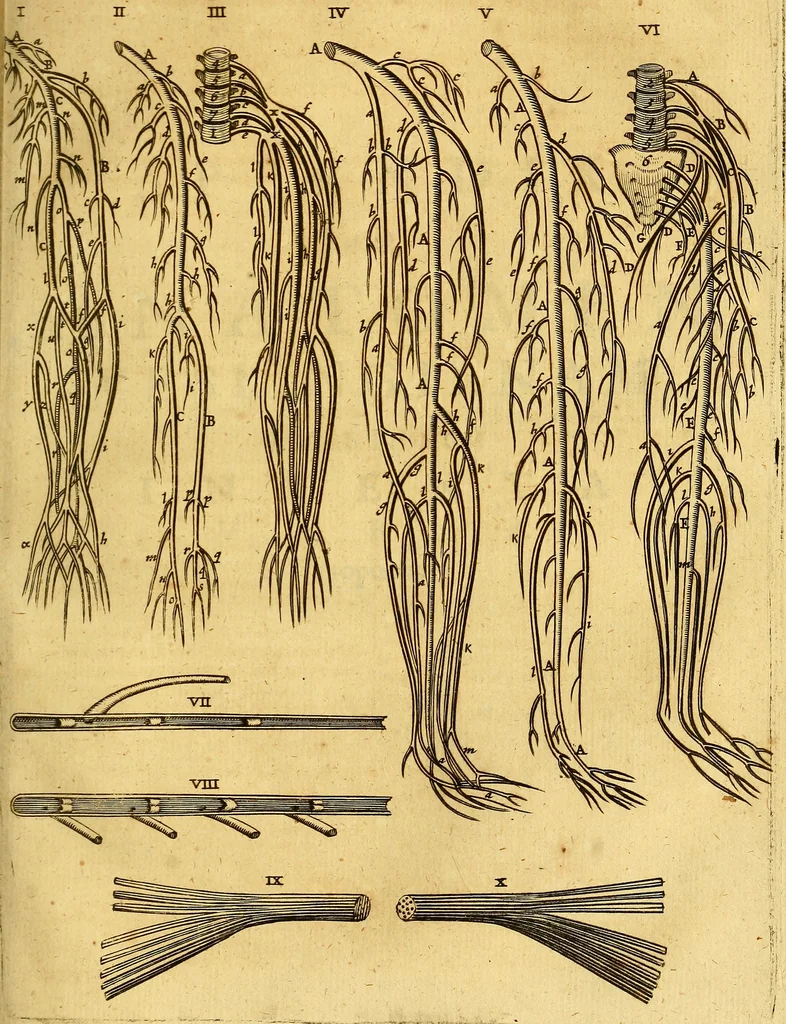An illustration from Joannis Veslingii, equitus, professoris quondam Patavini, & c., Syntagma anatomicum, commentario atque appendice ex veterum, recentiorum, propriisque, observationibus, 1666, leaf 336