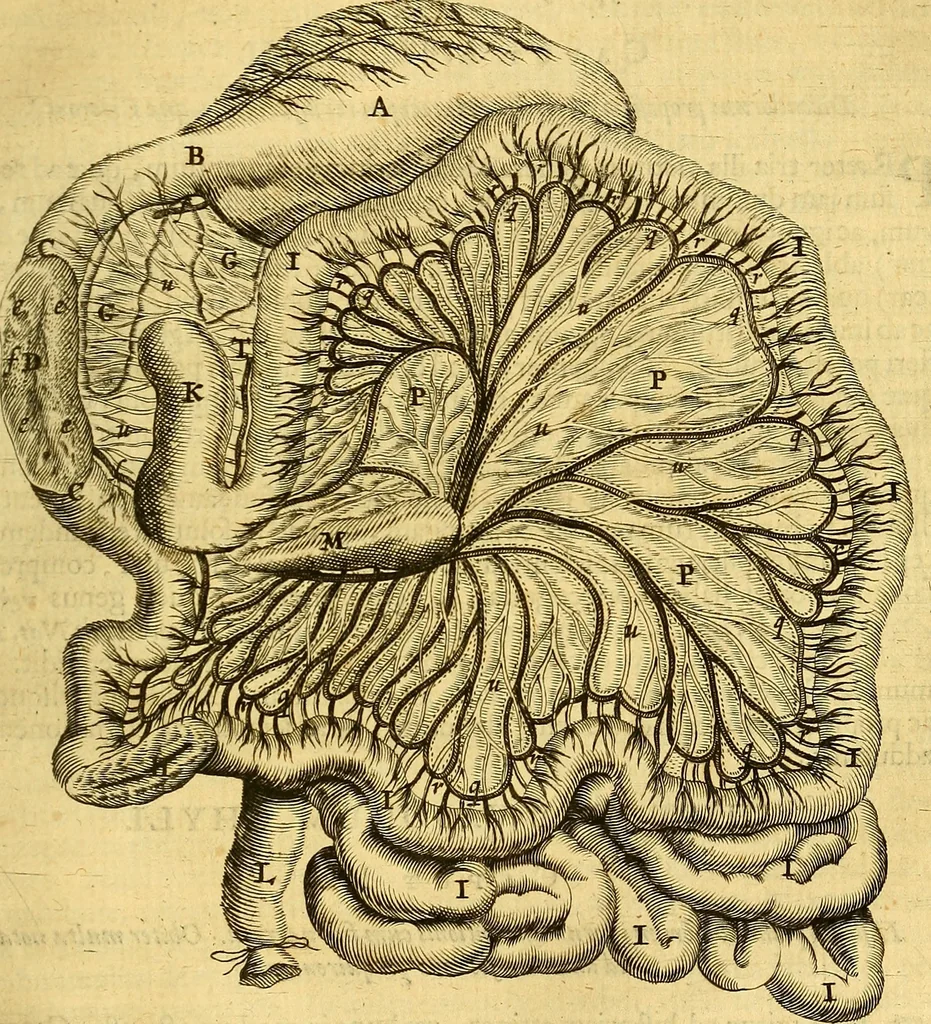 An illustration from Joannis Veslingii, equitus, professoris quondam Patavini, & c., Syntagma anatomicum, commentario atque appendice ex veterum, recentiorum, propriisque, observationibus, 1666, leaf 346