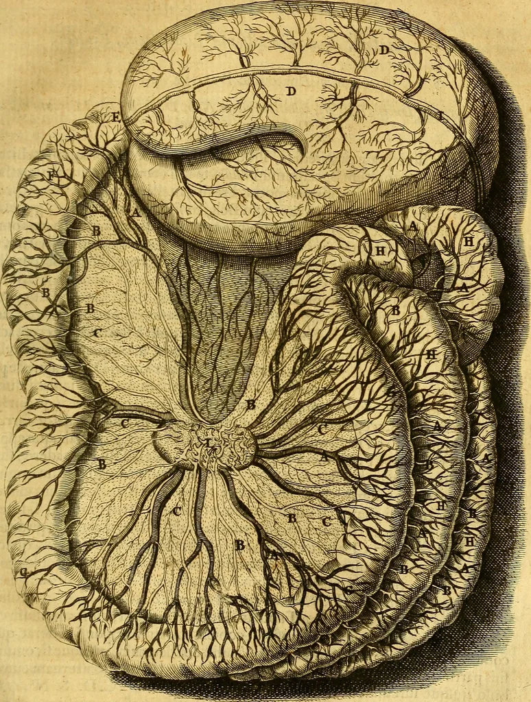 An illustration from Joannis Veslingii, equitus, professoris quondam Patavini, & c., Syntagma anatomicum, commentario atque appendice ex veterum, recentiorum, propriisque, observationibus, 1666, leaf 378