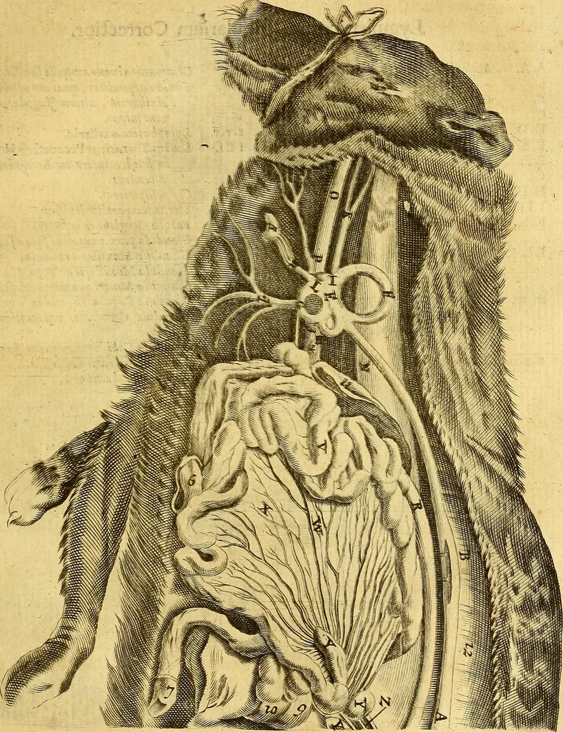 An illustration from Joannis Veslingii, equitus, professoris quondam Patavini, & c., Syntagma anatomicum, commentario atque appendice ex veterum, recentiorum, propriisque, observationibus, 1666, leaf 388