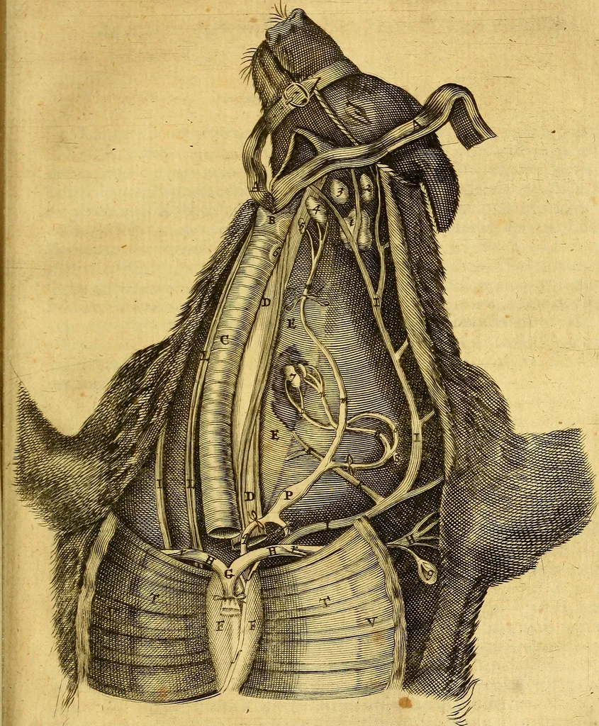 An illustration from Joannis Veslingii, equitus, professoris quondam Patavini, & c., Syntagma anatomicum, commentario atque appendice ex veterum, recentiorum, propriisque, observationibus, 1666, leaf 390