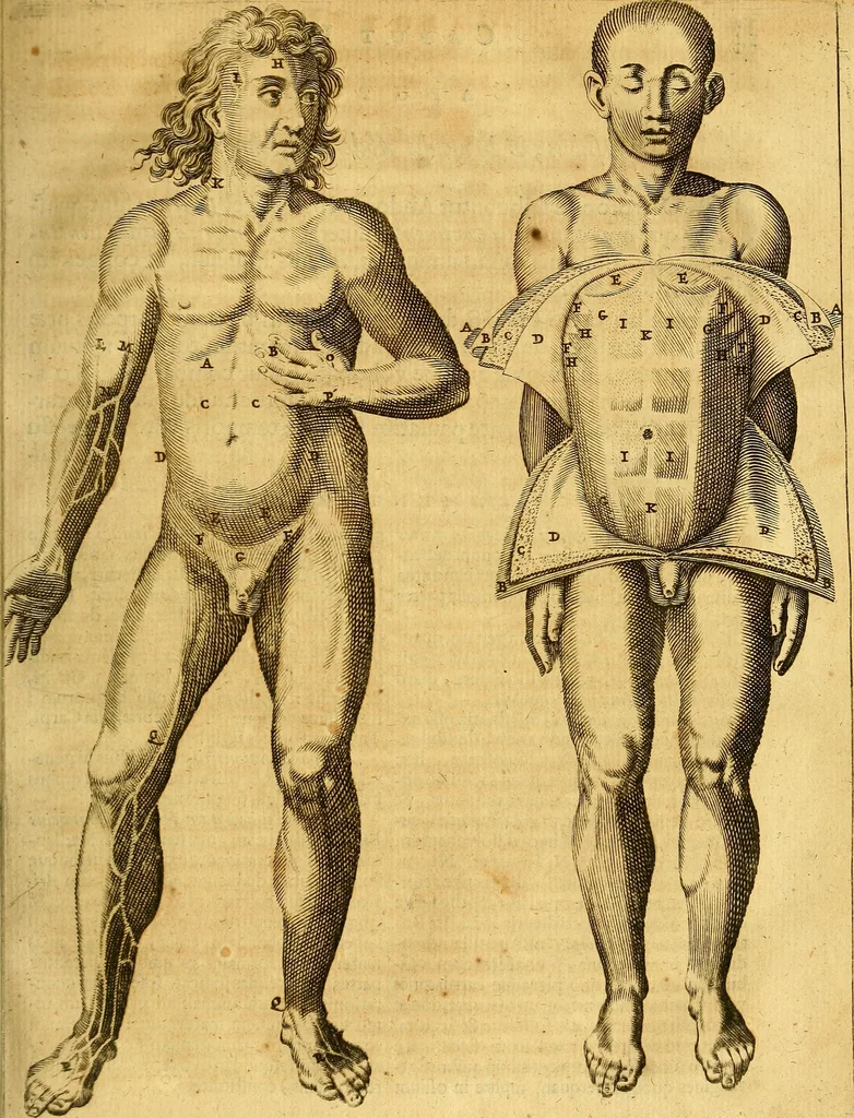 An illustration from Joannis Veslingii, equitus, professoris quondam Patavini, & c., Syntagma anatomicum, commentario atque appendice ex veterum, recentiorum, propriisque, observationibus, 1666, leaf 42