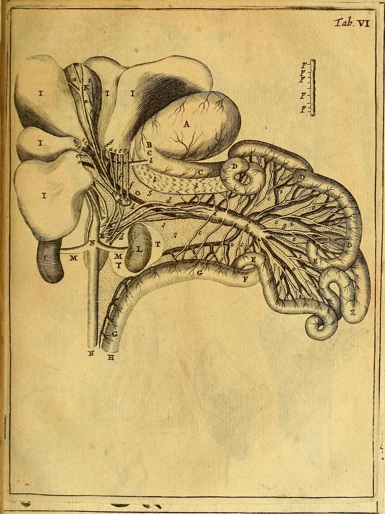 An illustration from Joannis Veslingii, equitus, professoris quondam Patavini, & c., Syntagma anatomicum, commentario atque appendice ex veterum, recentiorum, propriisque, observationibus, 1666, leaf 428