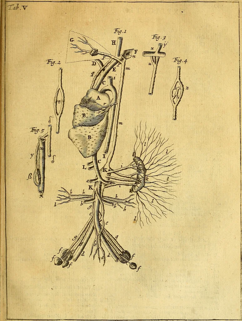 An illustration from Joannis Veslingii, equitus, professoris quondam Patavini, & c., Syntagma anatomicum, commentario atque appendice ex veterum, recentiorum, propriisque, observationibus, 1666, leaf 430