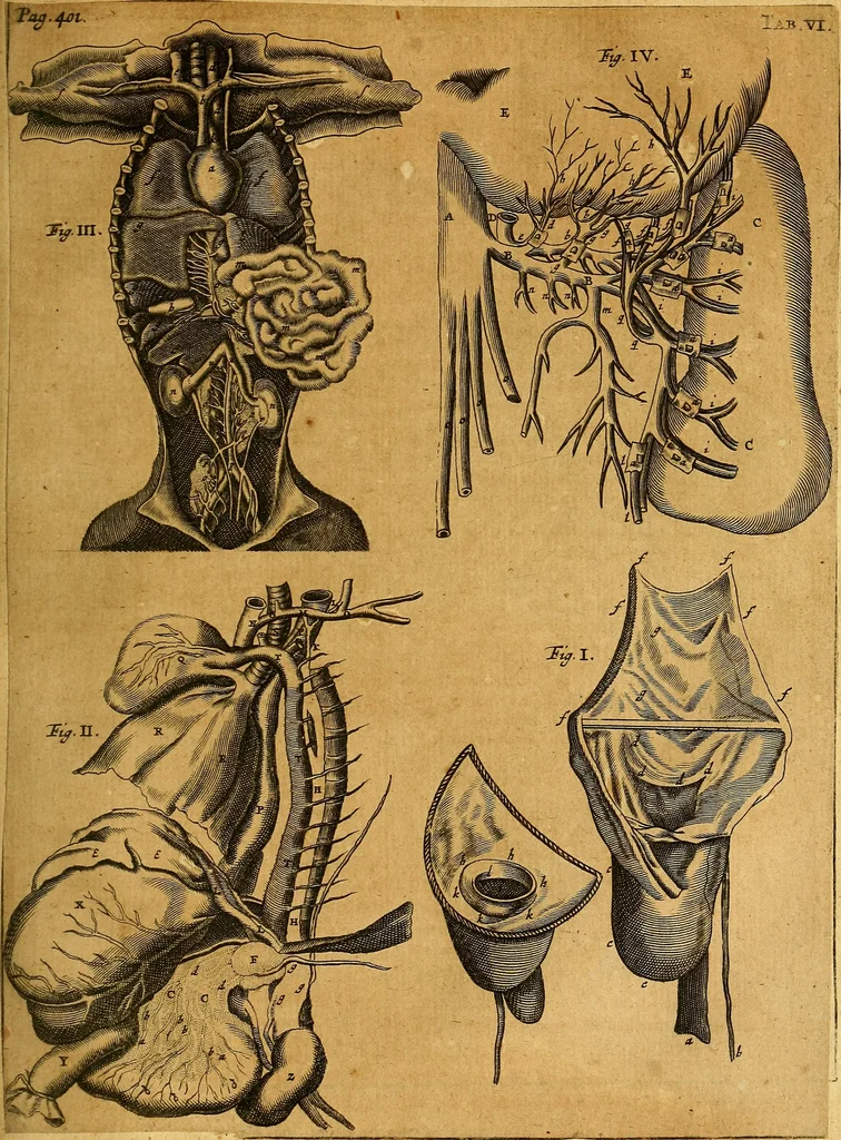 An illustration from Joannis Veslingii, equitus, professoris quondam Patavini, & c., Syntagma anatomicum, commentario atque appendice ex veterum, recentiorum, propriisque, observationibus, 1666, leaf 432