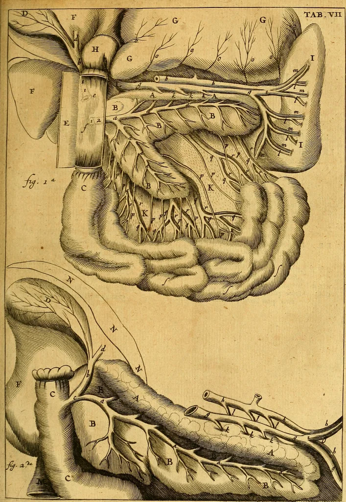 An illustration from Joannis Veslingii, equitus, professoris quondam Patavini, & c., Syntagma anatomicum, commentario atque appendice ex veterum, recentiorum, propriisque, observationibus, 1666, leaf 436