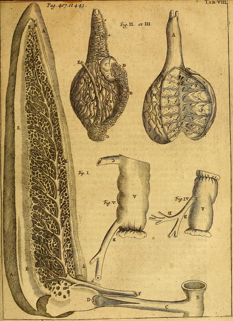 An illustration from Joannis Veslingii, equitus, professoris quondam Patavini, & c., Syntagma anatomicum, commentario atque appendice ex veterum, recentiorum, propriisque, observationibus, 1666, leaf 438