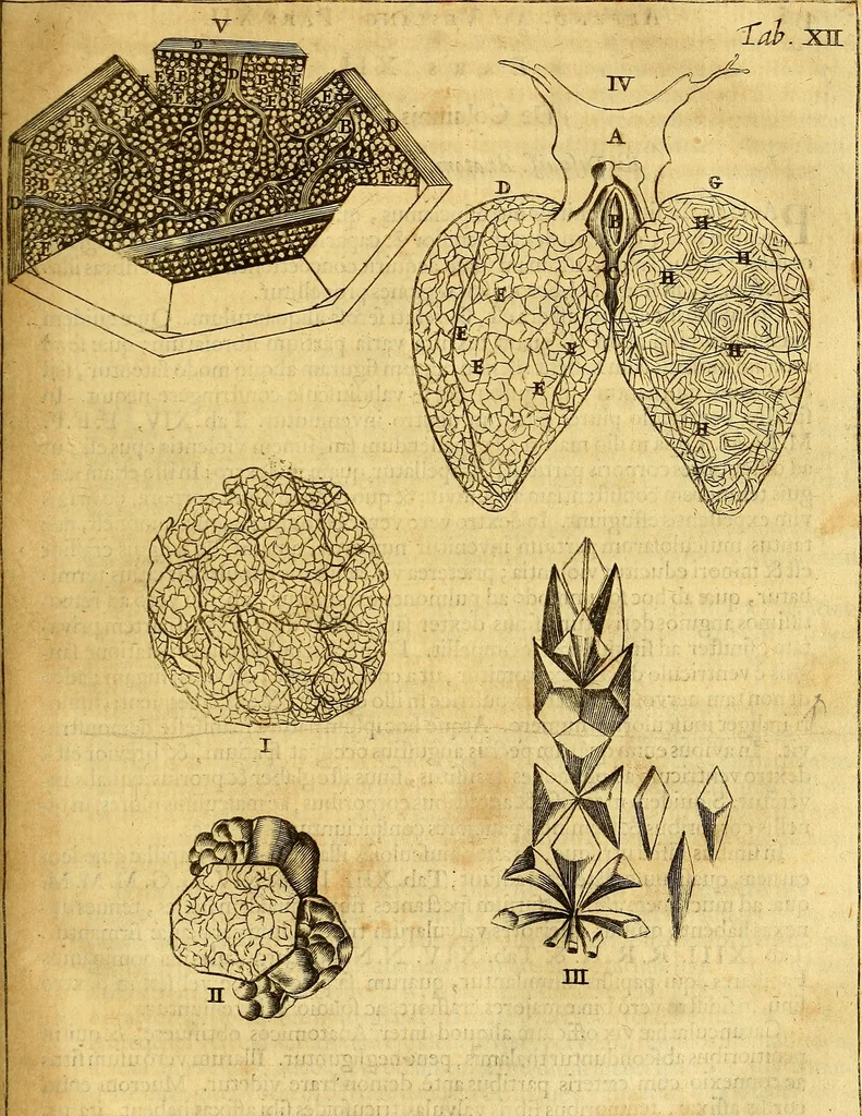 An illustration from Joannis Veslingii, equitus, professoris quondam Patavini, & c., Syntagma anatomicum, commentario atque appendice ex veterum, recentiorum, propriisque, observationibus, 1666, leaf 486