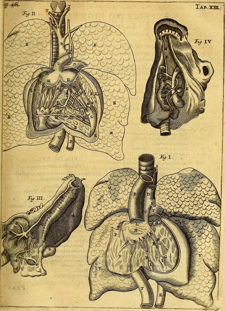 An illustration from Joannis Veslingii, equitus, professoris quondam Patavini, & c., Syntagma anatomicum, commentario atque appendice ex veterum, recentiorum, propriisque, observationibus, 1666, leaf 492