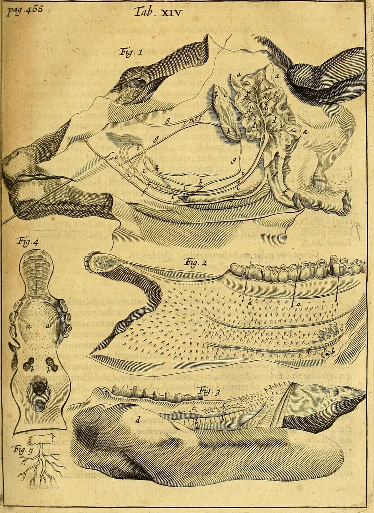 An illustration from Joannis Veslingii, equitus, professoris quondam Patavini, & c., Syntagma anatomicum, commentario atque appendice ex veterum, recentiorum, propriisque, observationibus, 1666, leaf 498