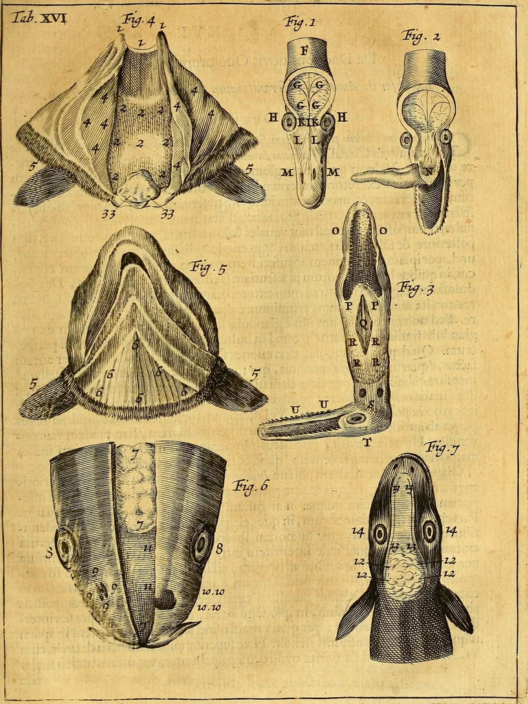 An illustration from Joannis Veslingii, equitus, professoris quondam Patavini, & c., Syntagma anatomicum, commentario atque appendice ex veterum, recentiorum, propriisque, observationibus, 1666, leaf 508