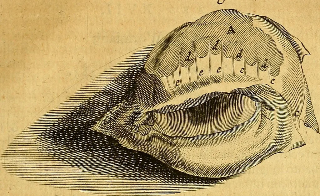 An illustration from Joannis Veslingii, equitus, professoris quondam Patavini, & c., Syntagma anatomicum, commentario atque appendice ex veterum, recentiorum, propriisque, observationibus, 1666, leaf 516