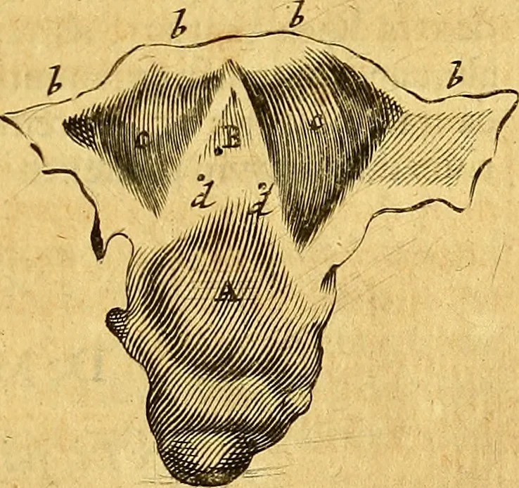 An illustration from Joannis Veslingii, equitus, professoris quondam Patavini, & c., Syntagma anatomicum, commentario atque appendice ex veterum, recentiorum, propriisque, observationibus, 1666, leaf 516