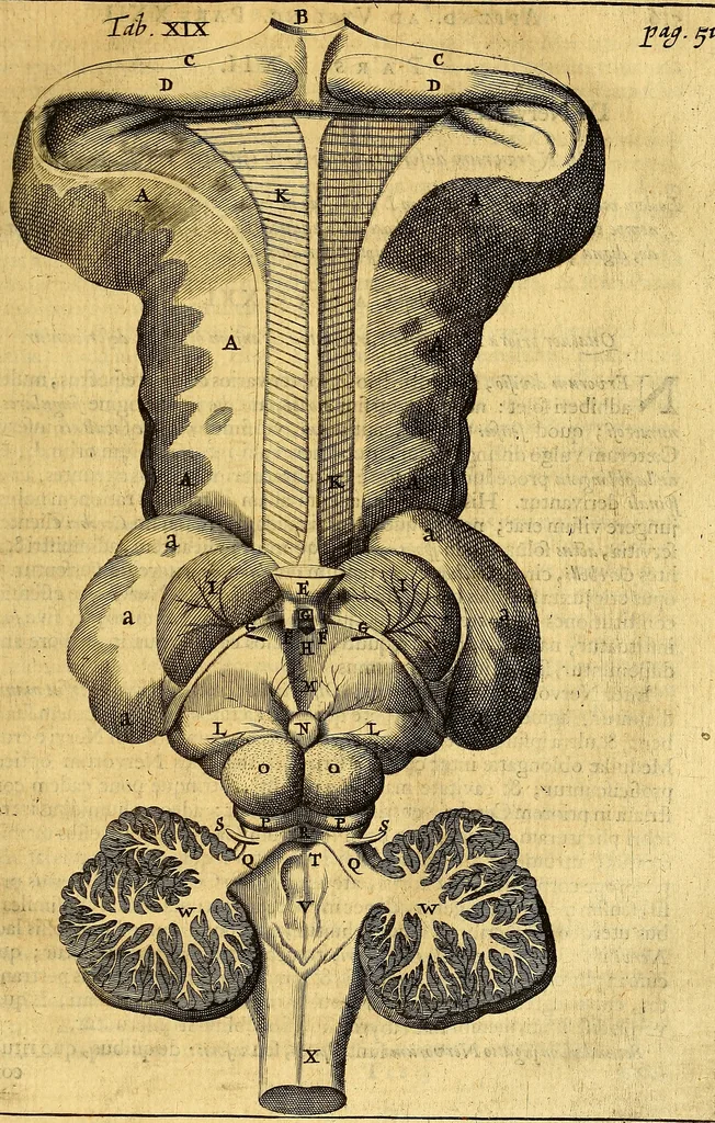 An illustration from Joannis Veslingii, equitus, professoris quondam Patavini, & c., Syntagma anatomicum, commentario atque appendice ex veterum, recentiorum, propriisque, observationibus, 1666, leaf 546