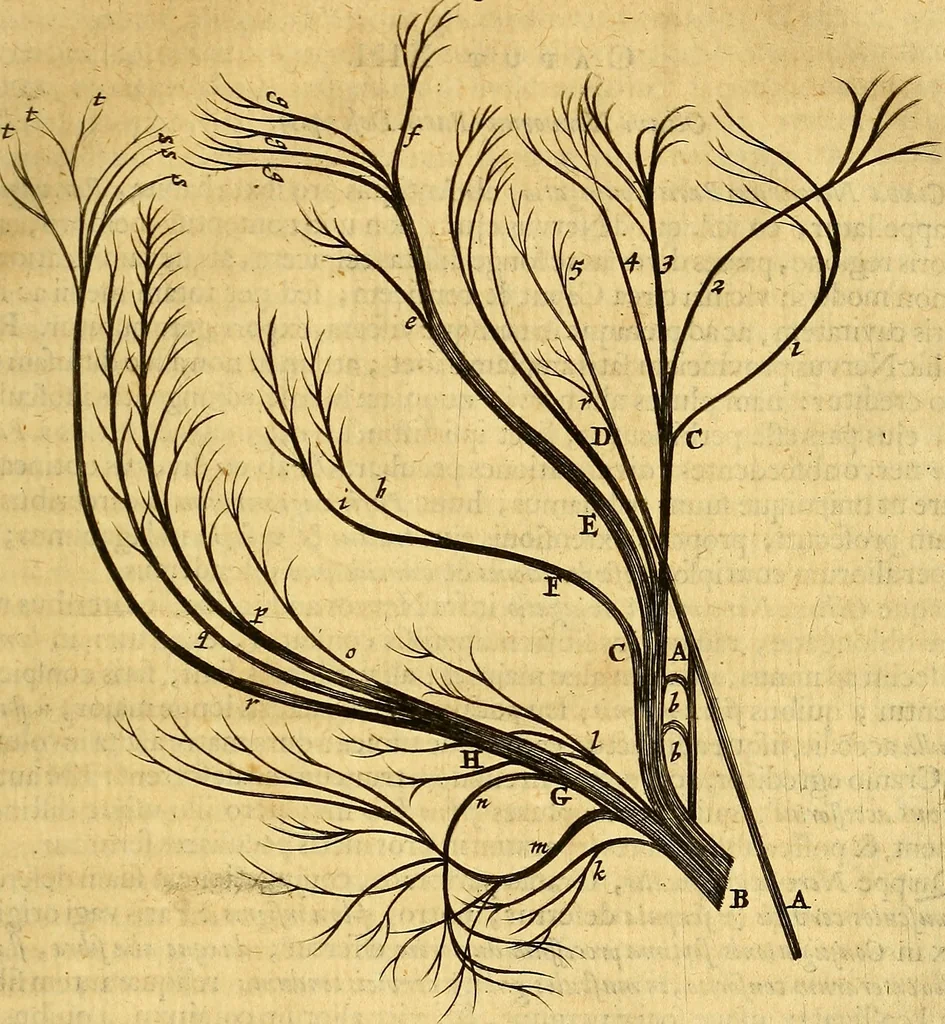 An illustration from Joannis Veslingii, equitus, professoris quondam Patavini, & c., Syntagma anatomicum, commentario atque appendice ex veterum, recentiorum, propriisque, observationibus, 1666, leaf 552