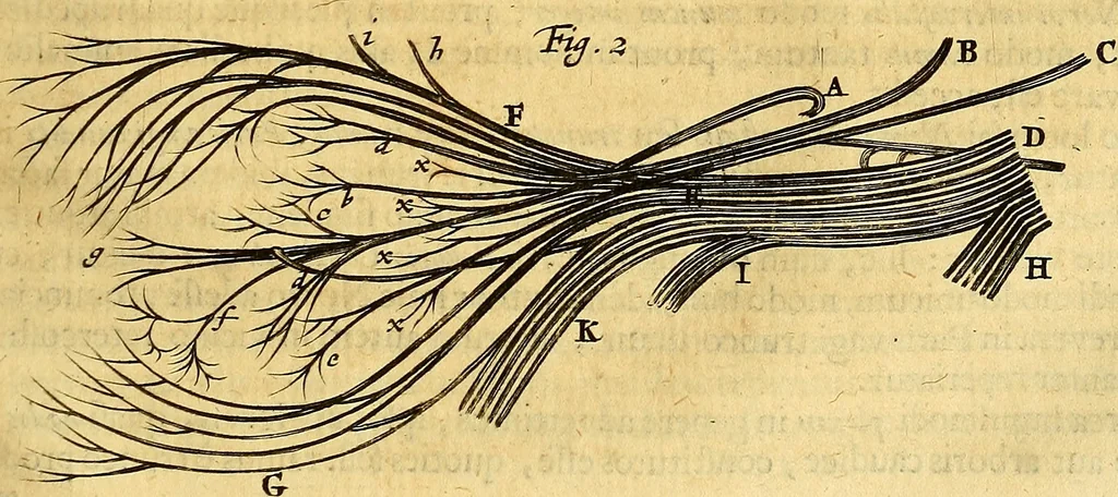 An illustration from Joannis Veslingii, equitus, professoris quondam Patavini, & c., Syntagma anatomicum, commentario atque appendice ex veterum, recentiorum, propriisque, observationibus, 1666, leaf 552