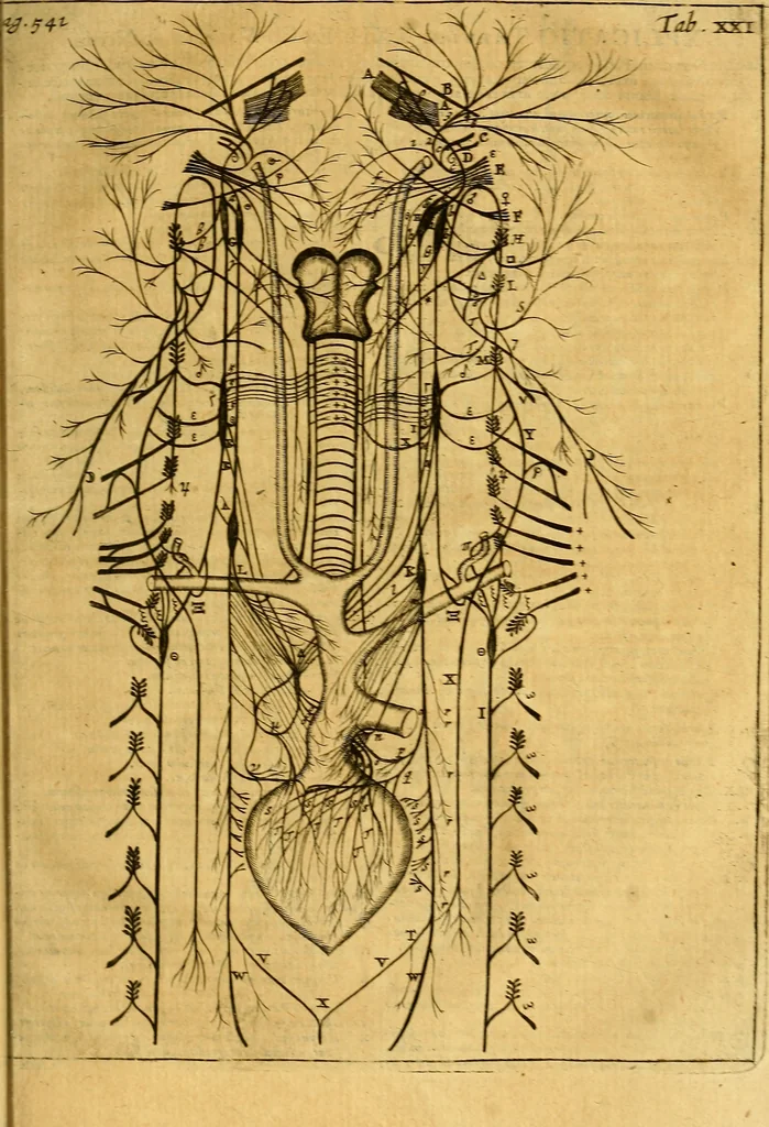 An illustration from Joannis Veslingii, equitus, professoris quondam Patavini, & c., Syntagma anatomicum, commentario atque appendice ex veterum, recentiorum, propriisque, observationibus, 1666, leaf 572