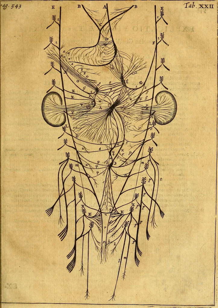 An illustration from Joannis Veslingii, equitus, professoris quondam Patavini, & c., Syntagma anatomicum, commentario atque appendice ex veterum, recentiorum, propriisque, observationibus, 1666, leaf 574