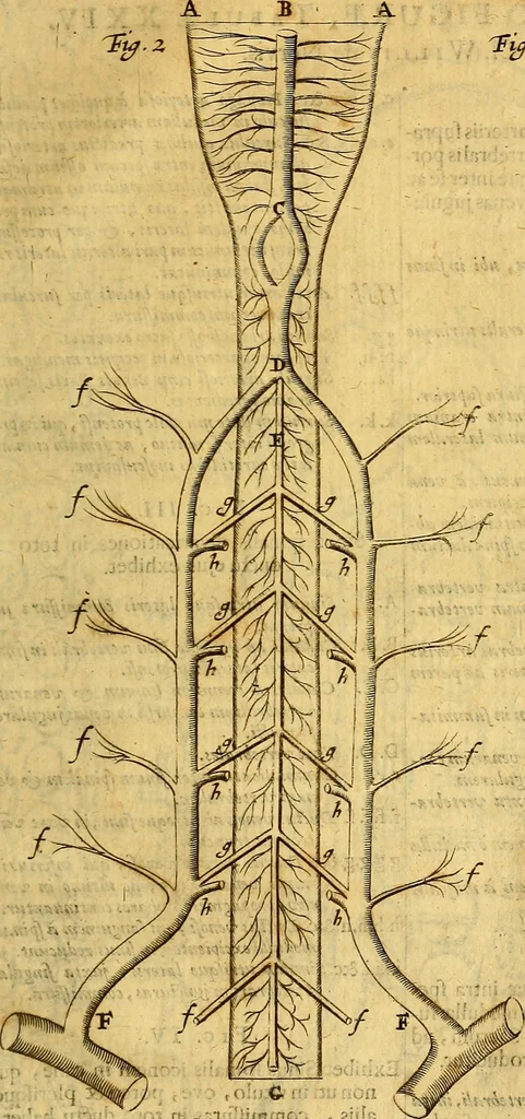 An illustration from Joannis Veslingii, equitus, professoris quondam Patavini, & c., Syntagma anatomicum, commentario atque appendice ex veterum, recentiorum, propriisque, observationibus, 1666, leaf 576