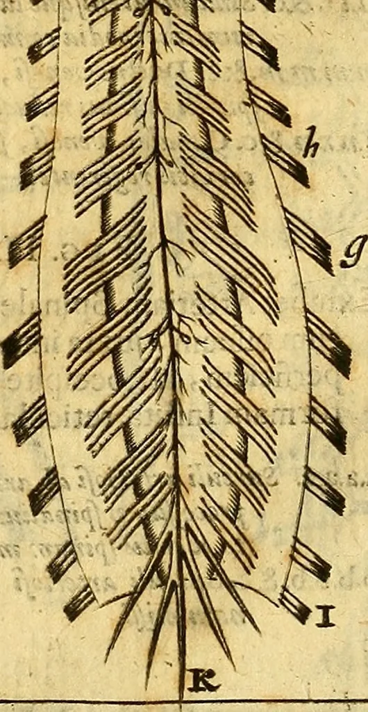 An illustration from Joannis Veslingii, equitus, professoris quondam Patavini, & c., Syntagma anatomicum, commentario atque appendice ex veterum, recentiorum, propriisque, observationibus, 1666, leaf 576