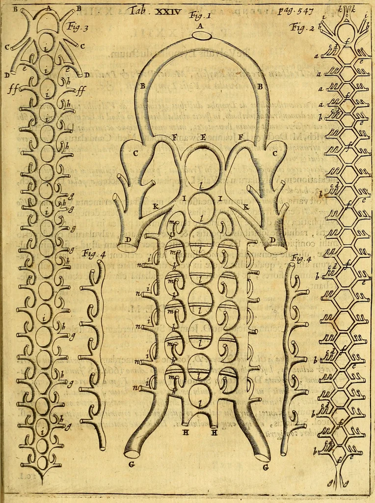 An illustration from Joannis Veslingii, equitus, professoris quondam Patavini, & c., Syntagma anatomicum, commentario atque appendice ex veterum, recentiorum, propriisque, observationibus, 1666, leaf 578