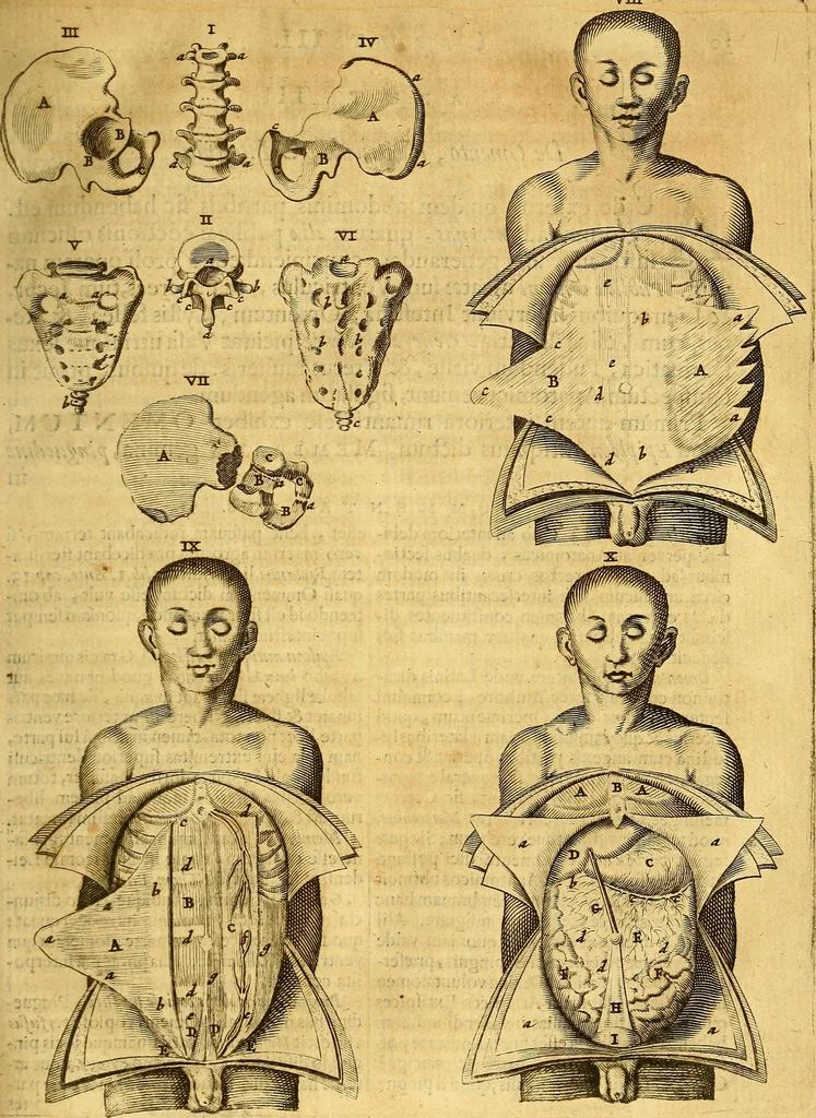 An illustration from Joannis Veslingii, equitus, professoris quondam Patavini, & c., Syntagma anatomicum, commentario atque appendice ex veterum, recentiorum, propriisque, observationibus, 1666, leaf 58