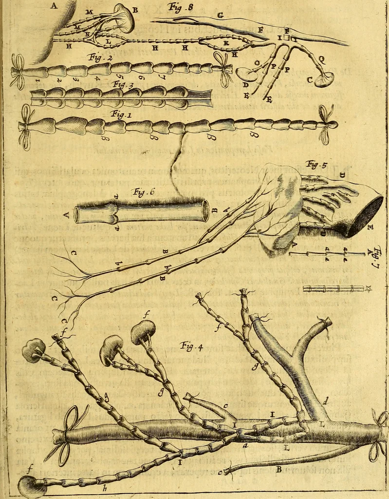 An illustration from Joannis Veslingii, equitus, professoris quondam Patavini, & c., Syntagma anatomicum, commentario atque appendice ex veterum, recentiorum, propriisque, observationibus, 1666, leaf 584