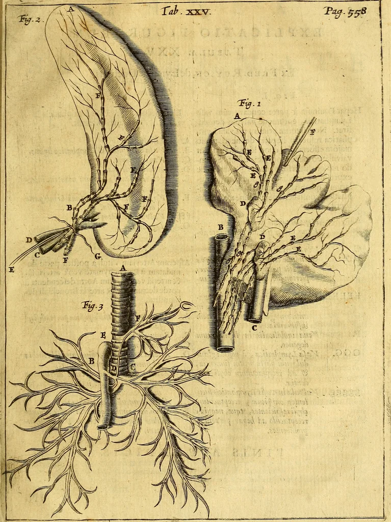 An illustration from Joannis Veslingii, equitus, professoris quondam Patavini, & c., Syntagma anatomicum, commentario atque appendice ex veterum, recentiorum, propriisque, observationibus, 1666, leaf 588