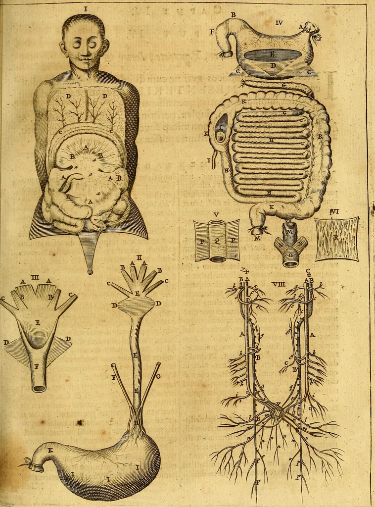 An illustration from Joannis Veslingii, equitus, professoris quondam Patavini, & c., Syntagma anatomicum, commentario atque appendice ex veterum, recentiorum, propriisque, observationibus, 1666, leaf 80