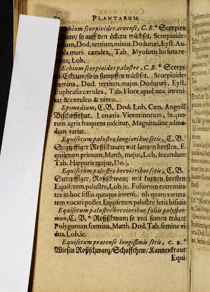 An illustration from Joan. Sigism. Elsholtii Flora marchica, sive Catalogus plantarum, quae partim in hortis electoralibus Marchiae Brandenburgicae primariis, Berolinensi, Aurangiburgico, & Potstamensi excoluntur: partim sua sponte passim proveniunt, 1663, leaf 92