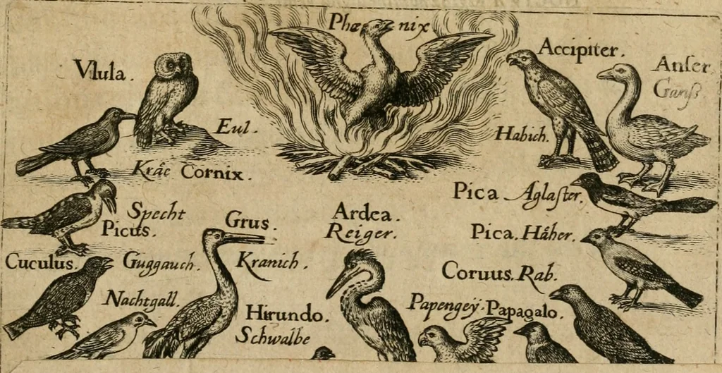 An illustration from Jocvs severvs, hoc est, Tribvnal aeqvvm, qvo noctva regina avivm, phoenice arbitro, post varias disceptationes et qverelas volucrum eam infestantium pronunciatur, & ob sapientiam singularem, Palladi sacrata agnoscitur, 1617, leaf 2