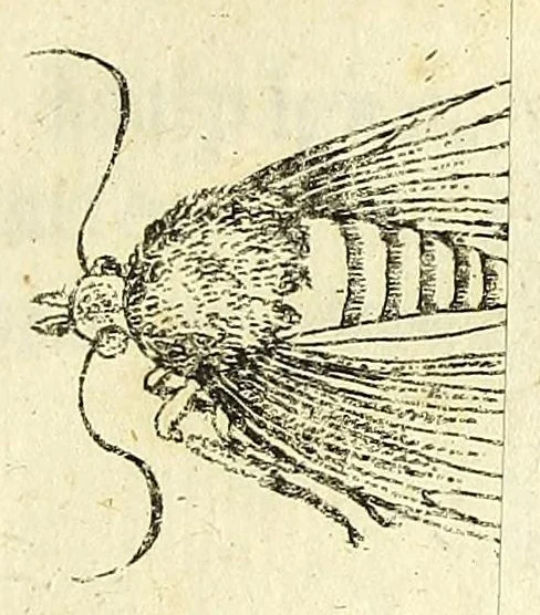 An illustration from Johannes Godartius Of insects, 1682, leaf 101