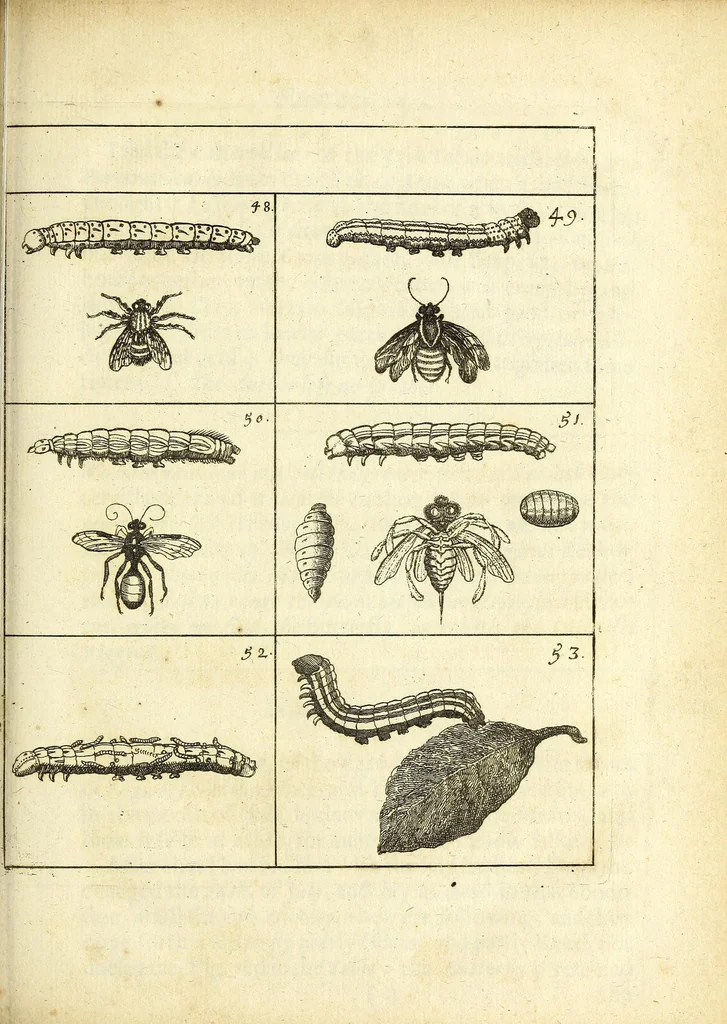 An illustration from Johannes Godartius Of insects, 1682, leaf 113