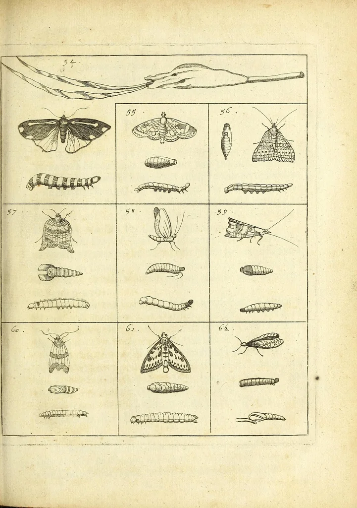 An illustration from Johannes Godartius Of insects, 1682, leaf 123
