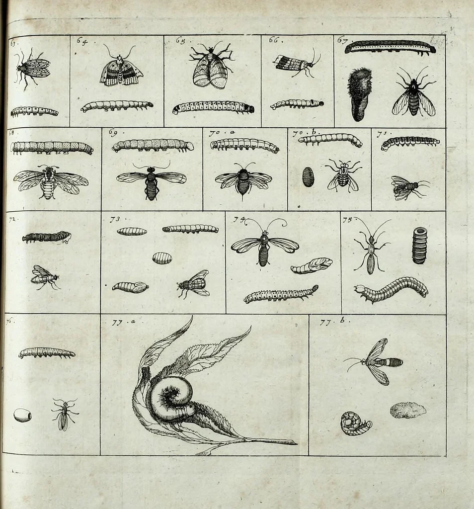 An illustration from Johannes Godartius Of insects, 1682, leaf 137