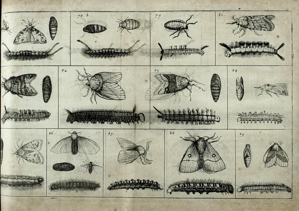 An illustration from Johannes Godartius Of insects, 1682, leaf 151