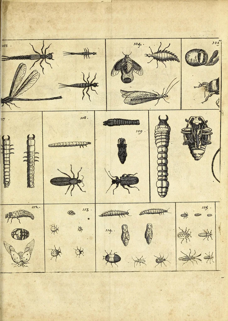 An illustration from Johannes Godartius Of insects, 1682, leaf 189